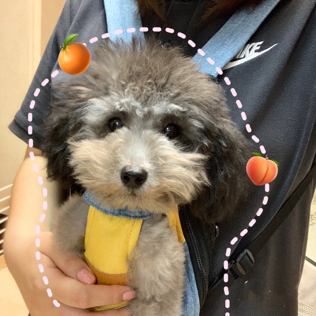 🐱2025 Hot Sale🎁Pet Travel Leg-out Backpack🐶