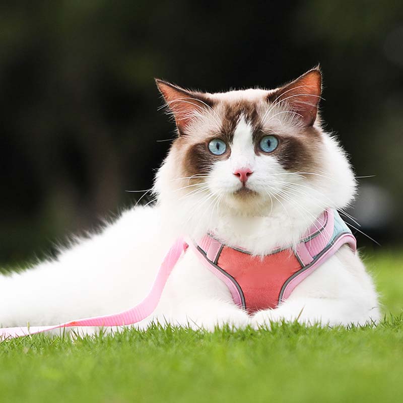 🐱Anti-Escape Reflective 🐱Cat Harness with Leash